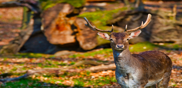 Wildpark Grafenberg